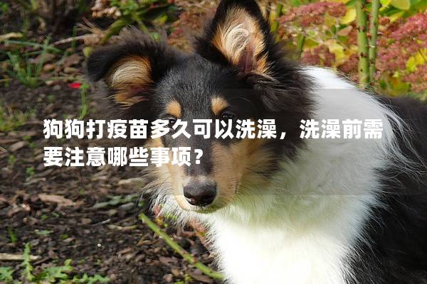 狗狗打疫苗多久可以洗澡,洗澡前需要注意哪些事项? 狗狗打疫苗多久可以洗澡,洗澡前需要注意哪些事项?