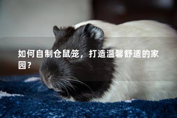 如何自制仓鼠笼,打造温馨舒适的家园? 如何自制仓鼠笼,打造温馨舒适的家园?