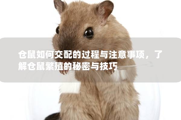 仓鼠如何交配的过程与注意事项，了解仓鼠繁殖的秘密与技巧