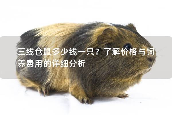 三线仓鼠多少钱一只？了解价格与饲养费用的详细分析