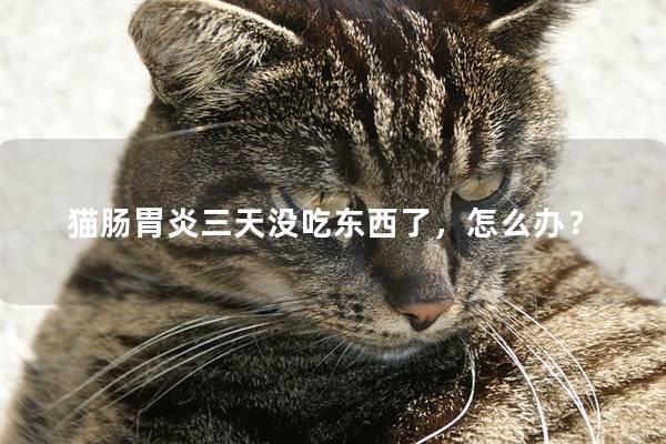 猫肠胃炎三天没吃东西了，怎么办？