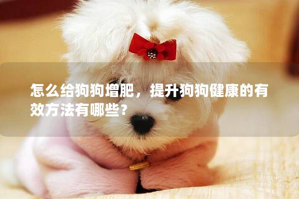 怎么给狗狗增肥,提升狗狗健康的有效方法有哪些? 怎么给狗狗增肥,提升狗狗健康的有效方法有哪些?
