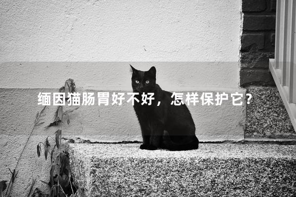 缅因猫肠胃好不好，怎样保护它？
