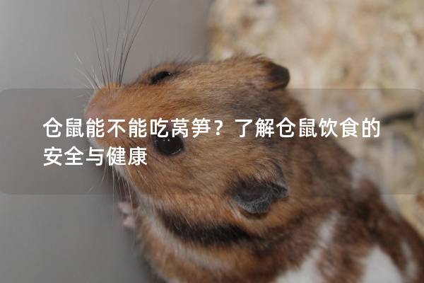 仓鼠能不能吃莴笋？了解仓鼠饮食的安全与健康