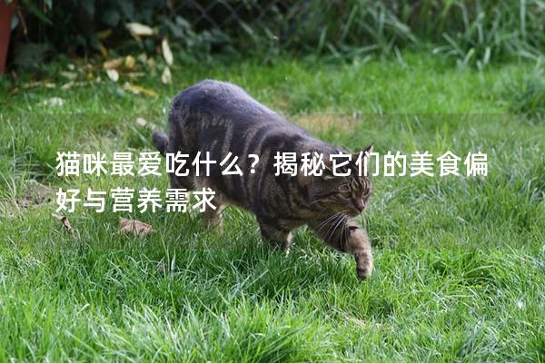 猫咪最爱吃什么?揭秘它们的美食偏好与营养需求 猫咪最爱吃什么?揭秘它们的美食偏好与营养需求