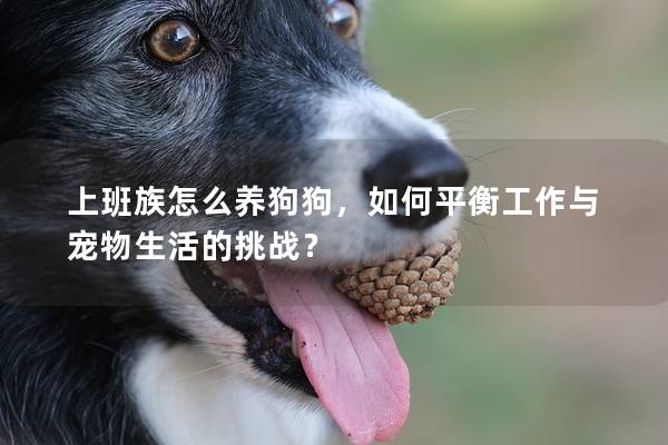 上班族怎么养狗狗，如何平衡工作与宠物生活的挑战？