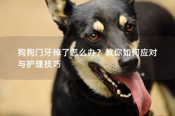 狗狗门牙掉了怎么办？教你如何应对与护理技巧