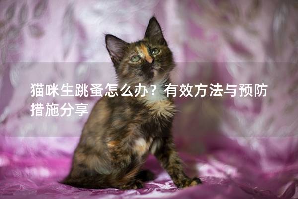 猫咪生跳蚤怎么办？有效方法与预防措施分享
