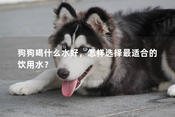 狗狗喝什么水好，怎样选择最适合的饮用水？