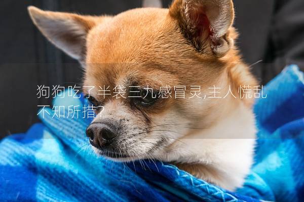 狗狗吃了半袋三九感冒灵,主人慌乱不知所措? 狗狗吃了半袋三九感冒灵,主人慌乱不知所措?