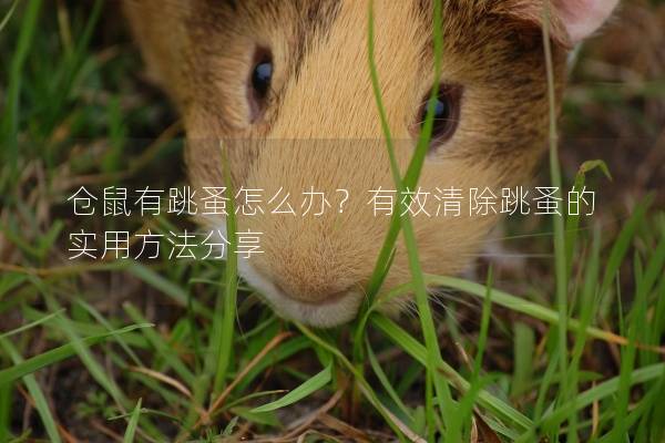 仓鼠有跳蚤怎么办?有效清除跳蚤的实用方法分享 仓鼠有跳蚤怎么办?有效清除跳蚤的实用方法分享