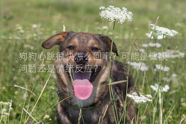 狗狗心跳很快怎么回事？可能是健康问题还是情绪反应？