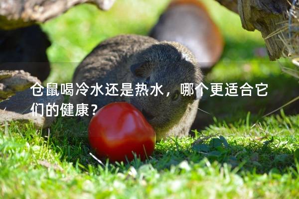 仓鼠喝冷水还是热水，哪个更适合它们的健康？