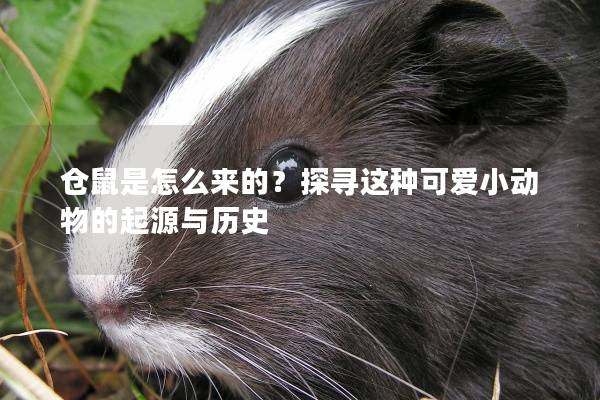 仓鼠是怎么来的?探寻这种可爱小动物的起源与历史 仓鼠是怎么来的?探寻这种可爱小动物的起源与历史