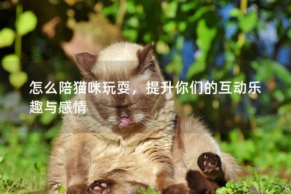 怎么陪猫咪玩耍，提升你们的互动乐趣与感情