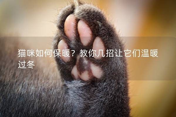 猫咪如何保暖？教你几招让它们温暖过冬