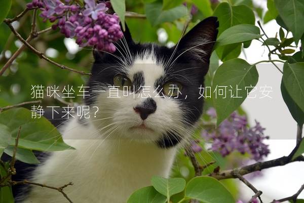猫咪坐车一直叫怎么办，如何让它安静下来呢？