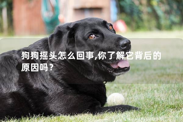 狗狗摇头怎么回事,你了解它背后的原因吗？
