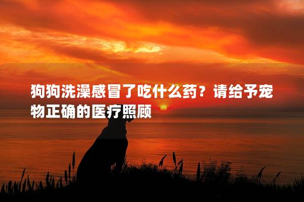 狗狗洗澡感冒了吃什么药?请给予宠物正确的医疗照顾 狗狗洗澡感冒了吃什么药?请给予宠物正确的医疗照顾