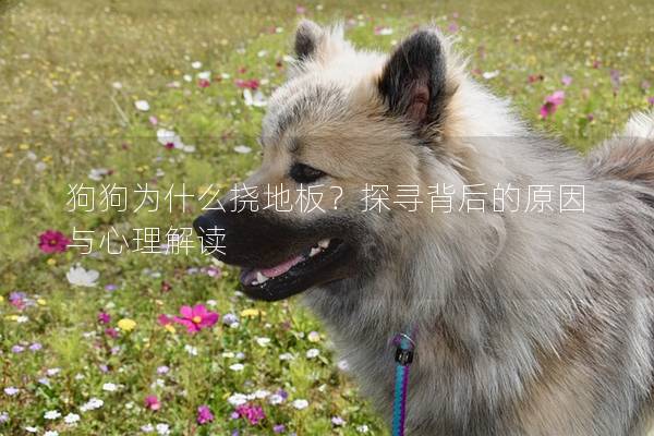 狗狗为什么挠地板？探寻背后的原因与心理解读