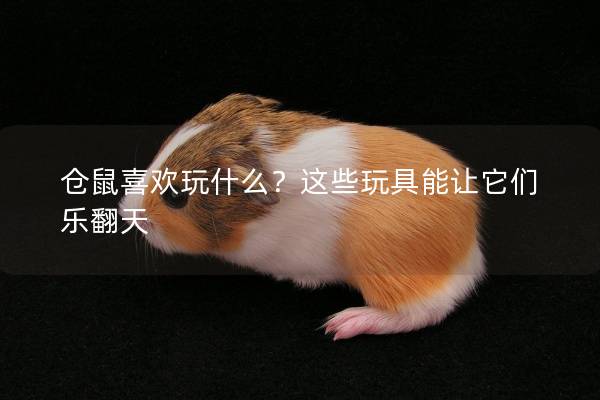 仓鼠喜欢玩什么？这些玩具能让它们乐翻天