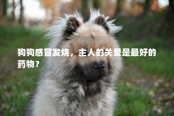 狗狗感冒发烧,主人的关爱是最好的药物? 狗狗感冒发烧,主人的关爱是最好的药物?