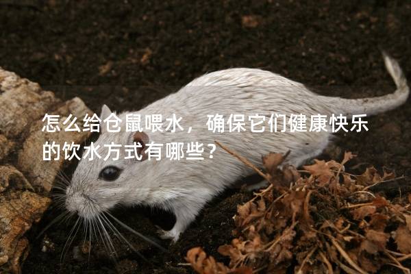 怎么给仓鼠喂水，确保它们健康快乐的饮水方式有哪些？