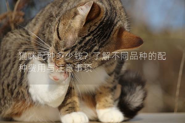 猫咪配种多少钱？了解不同品种的配种费用与注意事项