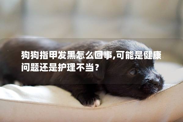 狗狗指甲发黑怎么回事,可能是健康问题还是护理不当？