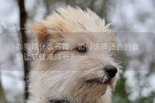 狗狗吃什么养胃，如何选择适合的食物让它健康成长？