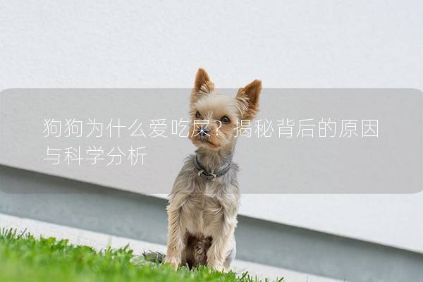 狗狗为什么爱吃屎？揭秘背后的原因与科学分析