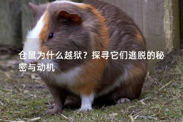 仓鼠为什么越狱？探寻它们逃脱的秘密与动机