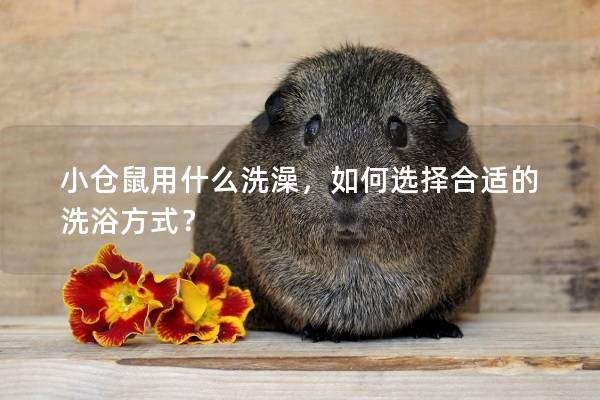 小仓鼠用什么洗澡，如何选择合适的洗浴方式？