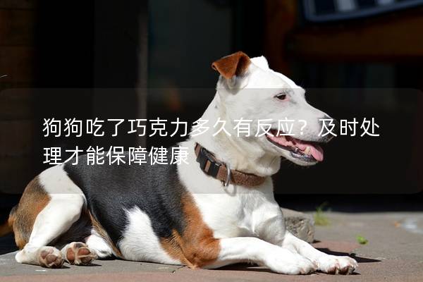 狗狗吃了巧克力多久有反应？及时处理才能保障健康