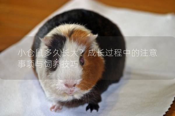 小仓鼠多久长大?成长过程中的注意事项与饲养技巧 小仓鼠多久长大?成长过程中的注意事项与饲养技巧