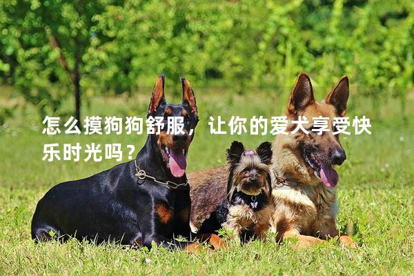 怎么摸狗狗舒服,让你的爱犬享受快乐时光吗? 怎么摸狗狗舒服,让你的爱犬享受快乐时光吗?