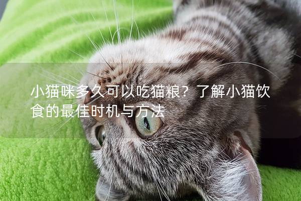 小猫咪多久可以吃猫粮？了解小猫饮食的最佳时机与方法