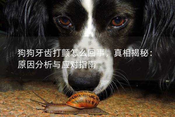 狗狗牙齿打颤怎么回事,真相揭秘:原因分析与应对指南 狗狗牙齿打颤怎么回事,真相揭秘:原因分析与应对指南
