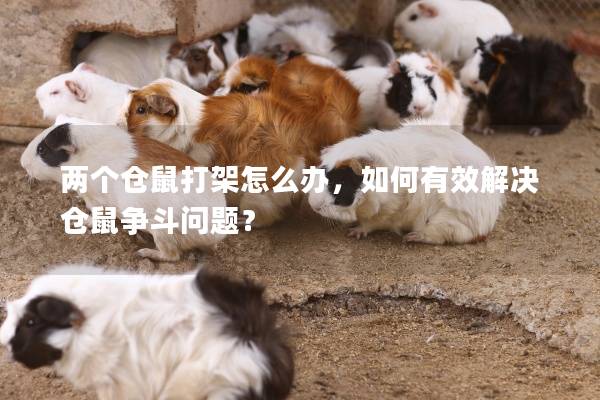 两个仓鼠打架怎么办，如何有效解决仓鼠争斗问题？