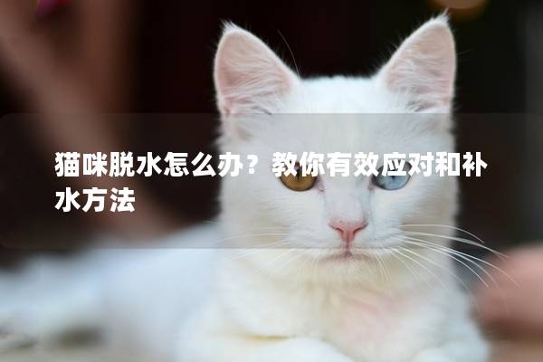 猫咪脱水怎么办？教你有效应对和补水方法