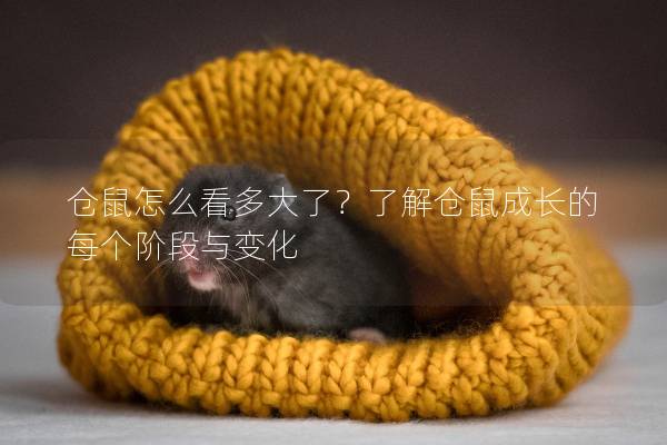 仓鼠怎么看多大了？了解仓鼠成长的每个阶段与变化
