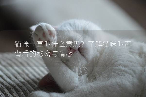 猫咪一直叫什么意思？了解猫咪叫声背后的秘密与情感