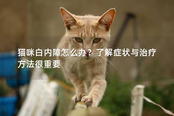 猫咪白内障怎么办?了解症状与治疗方法很重要 猫咪白内障怎么办?了解症状与治疗方法很重要
