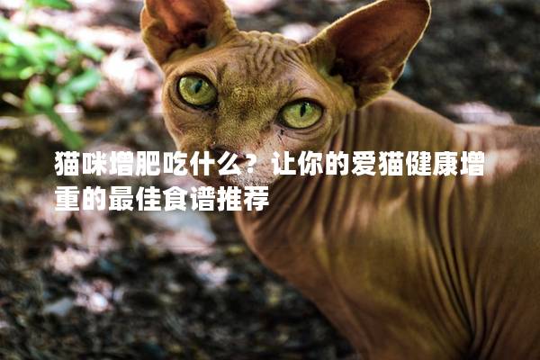 猫咪增肥吃什么？让你的爱猫健康增重的最佳食谱推荐
