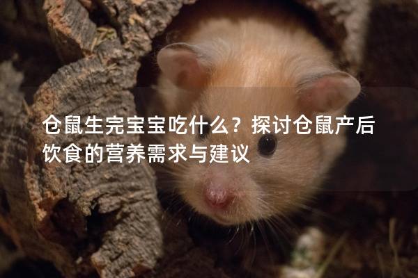 仓鼠生完宝宝吃什么？探讨仓鼠产后饮食的营养需求与建议