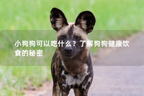 小狗狗可以吃什么？了解狗狗健康饮食的秘密