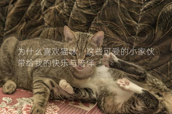 为什么喜欢猫咪,这些可爱的小家伙带给我的快乐与陪伴 为什么喜欢猫咪,这些可爱的小家伙带给我的快乐与陪伴