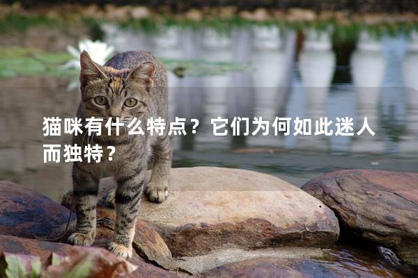 猫咪有什么特点？它们为何如此迷人而独特？