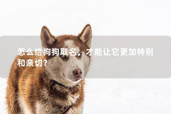 怎么给狗狗取名，才能让它更加特别和亲切？