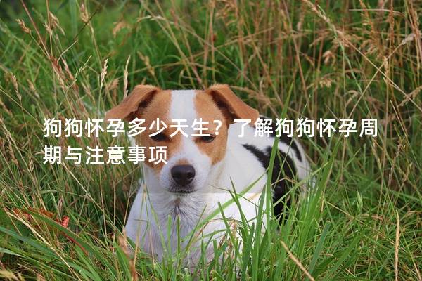 狗狗怀孕多少天生？了解狗狗怀孕周期与注意事项